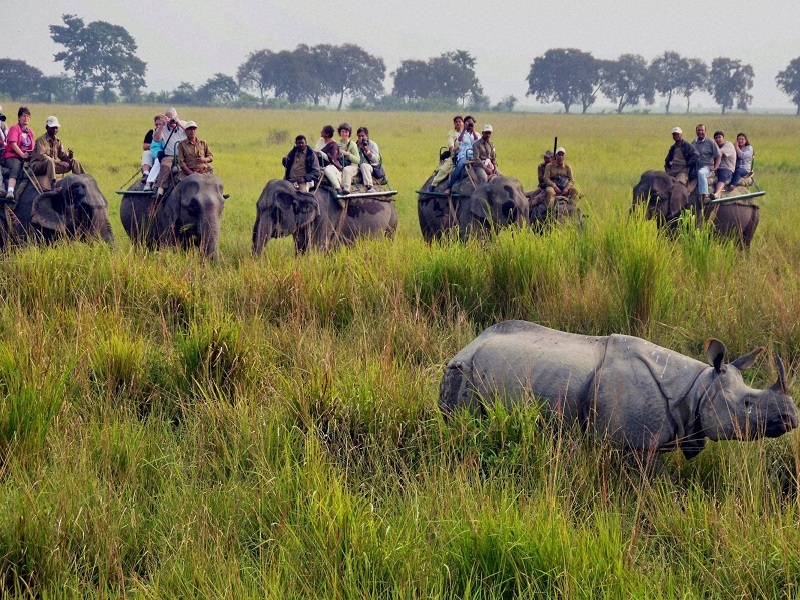 Elephant Safari in Kaziranga National Park